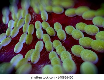 3d Rendering Acetobacter Bacteria Stock Illustration 640986430