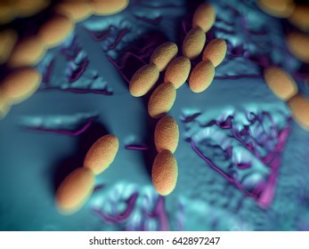 278 Acetobacter aceti Images, Stock Photos & Vectors | Shutterstock