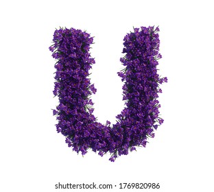 3d Rendering Of Alphabet Capital Letter U, Made Of Violet Flower. High Resoluton Image In White Isolated Background