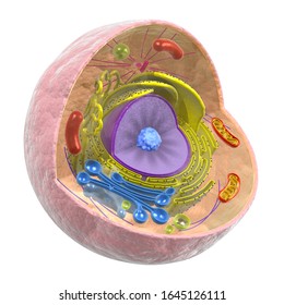 3D Rendering Animal Cell Biology Cutaway