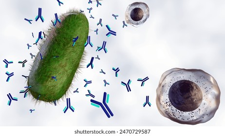 3d rendering of Antibody molecules produced by B cells bind outer membrane of bacteria, 