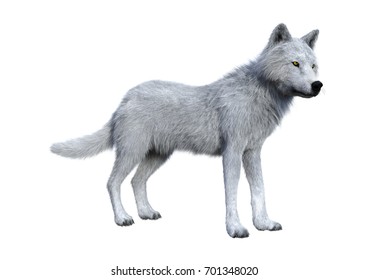 3d Rendering Gray Wolf Isolated On Stock Illustration 1240734196