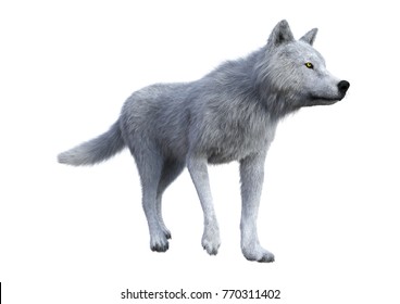 Mackenzie Valley Wolf 8 Years Canis Stock Photo 20734282 | Shutterstock