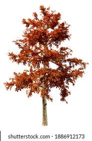 3D Rendering Of An Autumnal Black Gum Tree Isolated On White Background