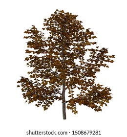 3D Rendering Of An Autumnal Sweet Birch Tree Or Betula Lenta Isolated On White Background