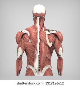 3d rendering - Back muscles