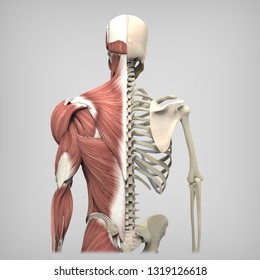 3d Rendering Back Muscles Skeleton Stock Illustration 1319126618 ...