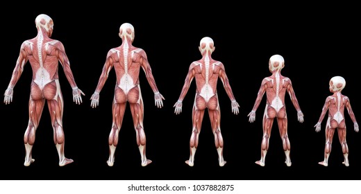 3d rendering back view of muscles anatomical men at different growth stage child, adolescent,adult isolated on black