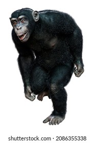 3D rendering of a big black chimpanzee isolated on white background