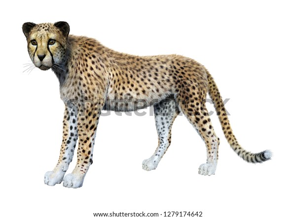 3d Rendering Big Cat Cheetah Isolated のイラスト素材 1279174642