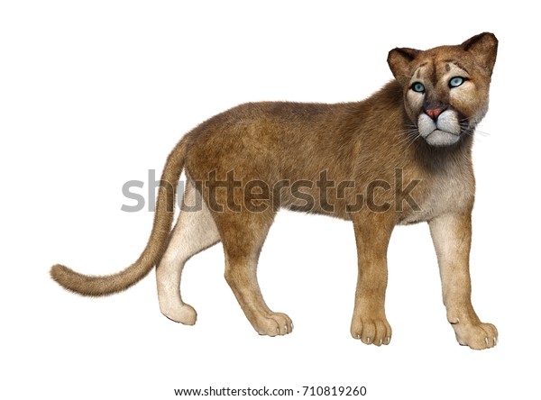 3d puma