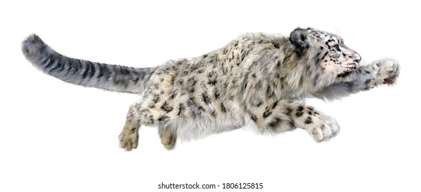 3D Rendering Of A Big Cat Snow Leopard Isolated On White Background