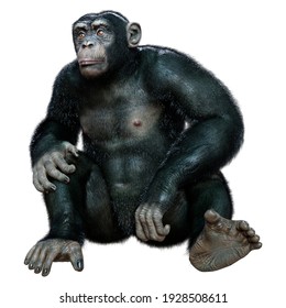3D rendering of a big chimpanzee ape isolated on white background