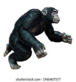 3D rendering of a big chimpanzee isolated on white background