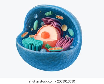 3d rendering of biological animal cell with organelles cross section isolated on white