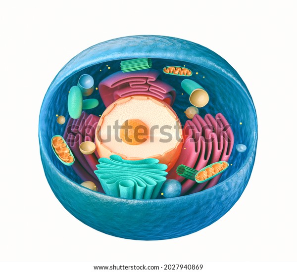3d rendering of biological animal cell\
with organelles cross section isolated on\
white