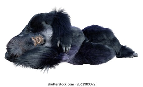 3D rendering of a black gorilla ape isolated on white background