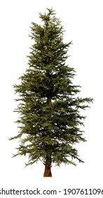 3D rendering of a blue spruce tree or Picea pungens or Colorado spruce isolated on white background