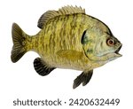 3D rendering of a bluegill sunfish or Lepomis macrochirus fish isolated on white background