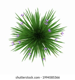 3D Rendering Bonsai Iris Lactea   Isolated On White Background High Angle View