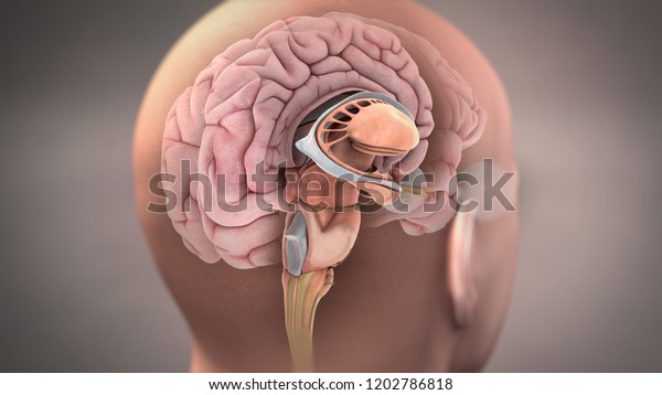 3D Rendering Brain\
Anatomy Illustration