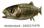 3D rendering of a brook trout or Salvelinus fontinalis fish isolated on white background