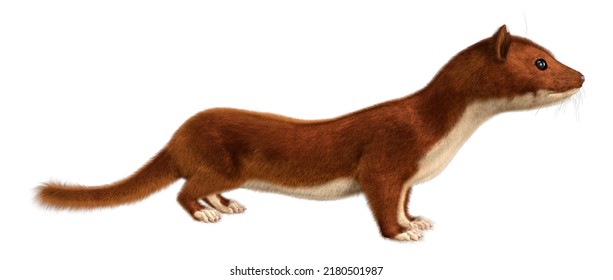 3D Rendering Of A Brown Weasel Isolated On White Background