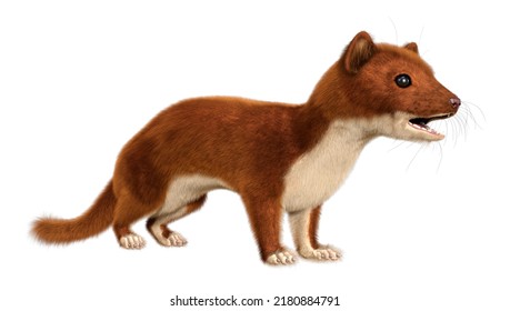 3D Rendering Of A Brown Weasel Isolated On White Background