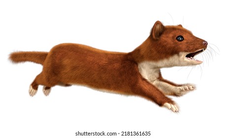 3D Rendering Of A Brown Weasel Isolated On White Background