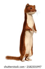 3D Rendering Of A Brown Weasel Isolated On White Background