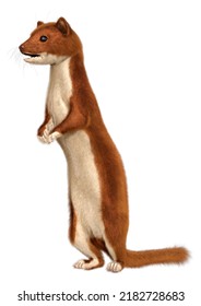 3D Rendering Of A Brown Weasel Isolated On White Background