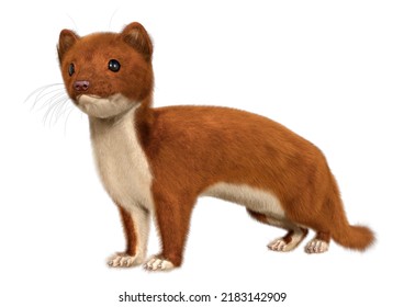 3D Rendering Of A Brown Weasel Isolated On White Background