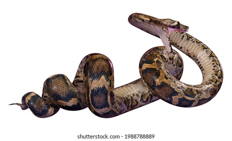 Python Bivittatus High Res Stock Images Shutterstock