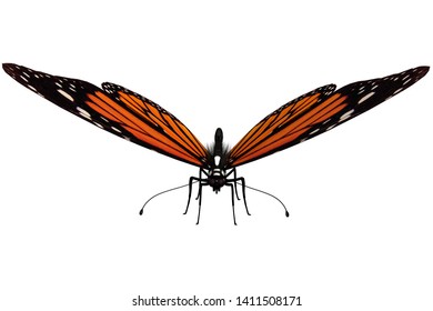 3D rendering of a butterfly with spread wings