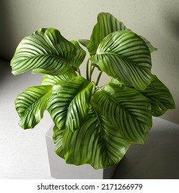 3d Rendering Calathea Orbifolia In Pot