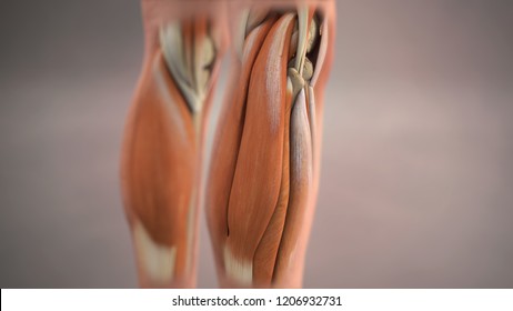 3D Rendering Calf Muscles Anatomy