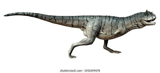 3D Rendering Of A Carnotaurus Sastrei Dinosaur Or Flesh Eating Bull Isolated On White Background