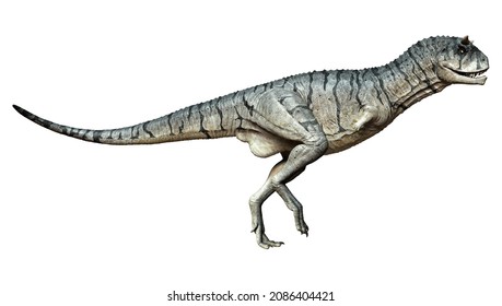 3D Rendering Of A Carnotaurus Sastrei Dinosaur Or Flesh Eating Bull Isolated On White Background