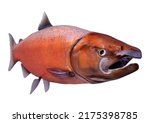 3D rendering of a Chinook salmon or Oncorhynchus tshawytscha isolated on white background
