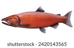 3D rendering of a Chinook salmon or Oncorhynchus tshawytscha fish isolated on white background