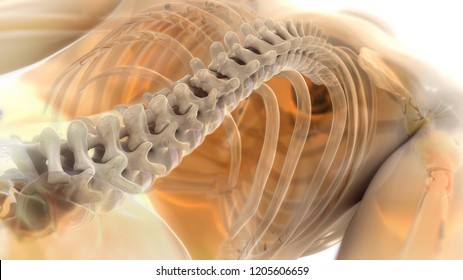 3D Rendering Chiropractic Spine Glass