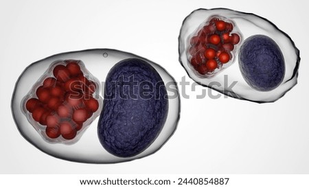 3d rendering of Chlamydia trachomatis, is the scientific name for the bacterium that causes chlamydia, a sexually transmitted infection