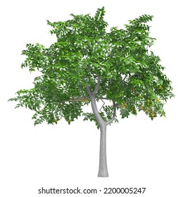 3d Rendering Of A Citrus Limon Tree