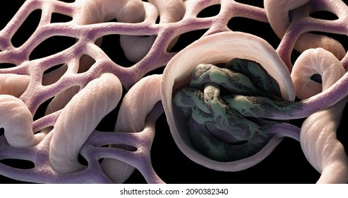 3d Rendering Close Up Kidney Glomerulus