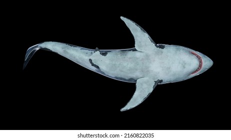 3d Rendering - Close-up Of A Great White Shark Swimming Underwater Bottom View - Under Side
 Megalodon Is The Most Predator Shark In The Ocean. Realistic 3d Render 4K