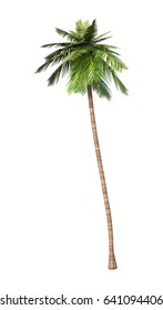 3D Rendering Of A Coconut Palm Tree Isolated On White Background