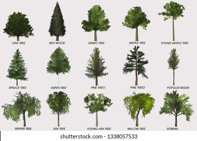 3d Rendering Collocation Tree Stock Illustration 1338057533 | Shutterstock
