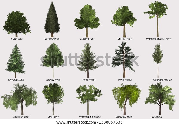 3d Rendering Collocation Tree Stock Illustration 1338057533 | Shutterstock