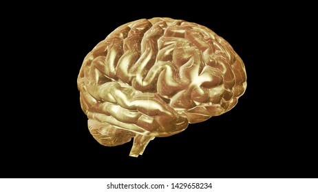 Real Human Brain Isolated Front View Stock Illustration 52800976