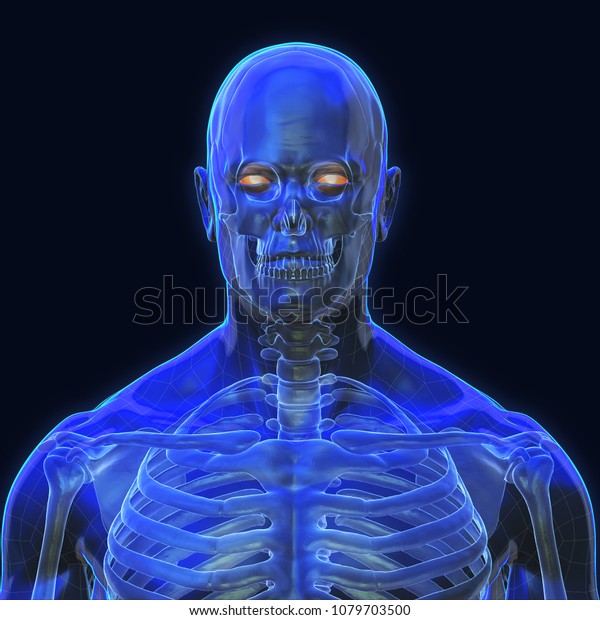 3d Rendering Conceptual Human Organs Muscle Stock Illustration 1082970599